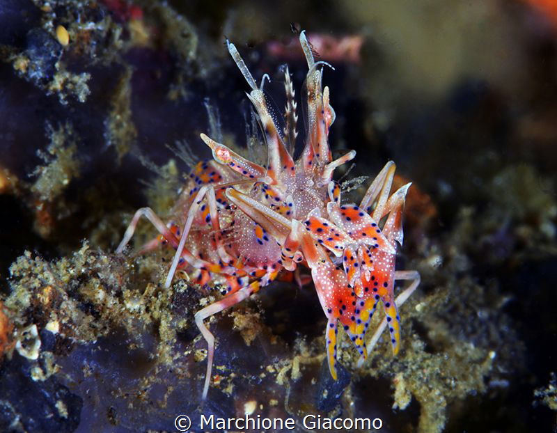 Tiger shrimp
Gangga Island
Nikon d800E, two strobo, 105... by Marchione Giacomo 