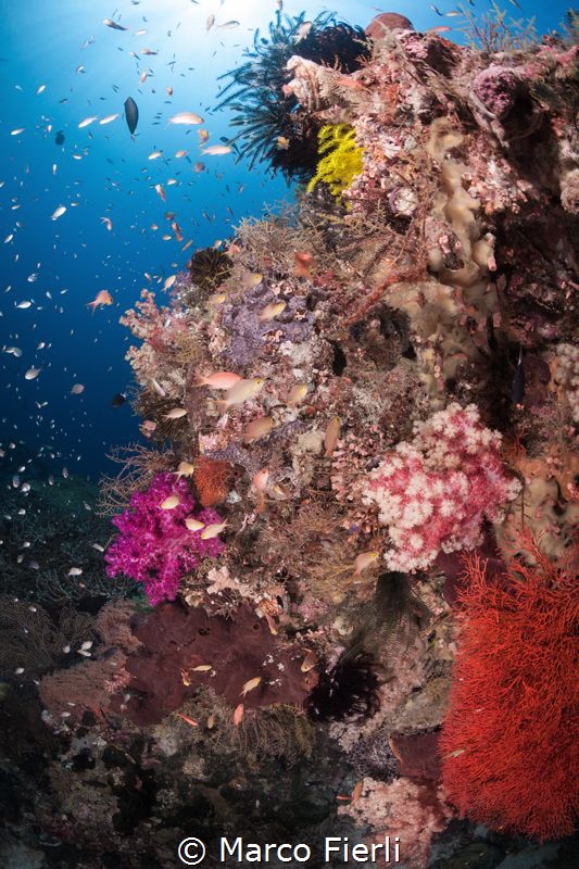 Soft Coral & Anthias in Wakatobi by Marco Fierli 