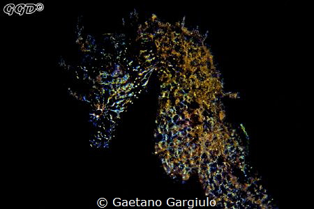 "Electric Sea-Horse" this little critter had some natural... by Gaetano Gargiulo 