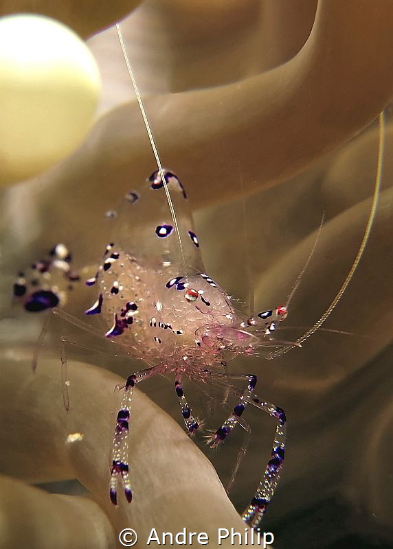 anemone shrimp by Andre Philip 