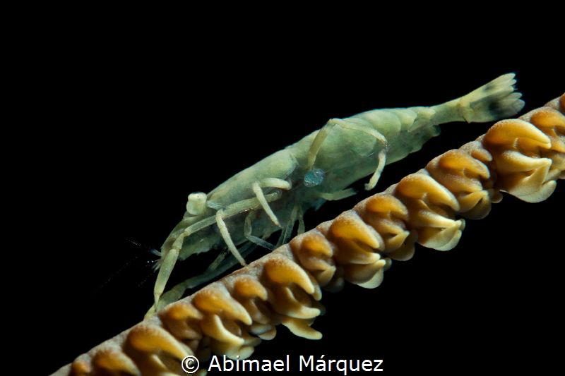 Wire Coral Shrimp at Efra's Wall in Guánica. by Abimael Márquez 