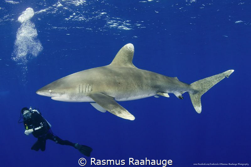 Diver and Oceanic facing it´s blind eye towards me by Rasmus Raahauge 