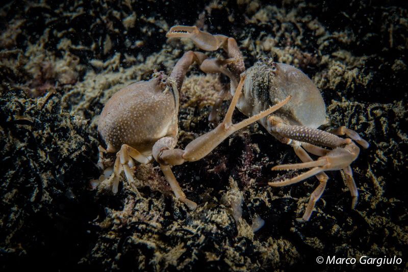 Ilia nucleus, Skull Crab by Marco Gargiulo 