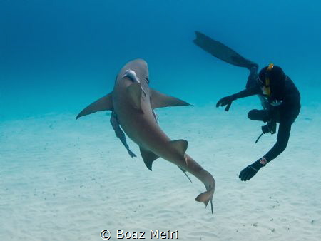 A Lemon Shark and a free diver by Boaz Meiri 