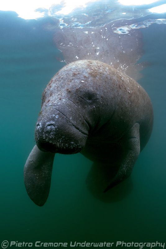 Manatee in Crystal River by Pietro Cremone 