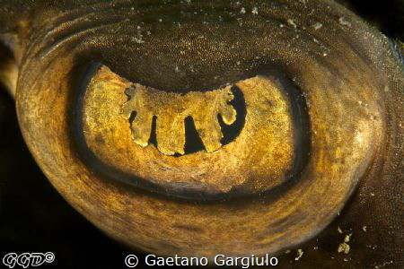 Fiddler ray eye close-up by Gaetano Gargiulo 