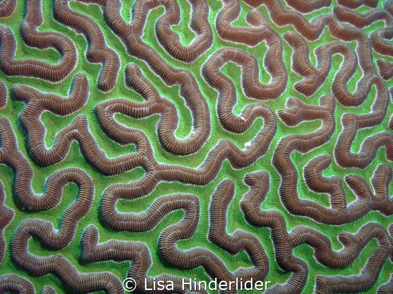 Neon Maze by Lisa Hinderlider 