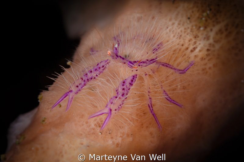 A hairy squat lobster posing for the camera at Lembeh Strait by Marteyne Van Well 