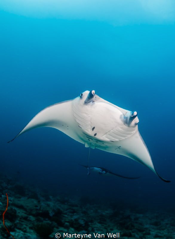 Two mantas swimming in a 'train'. Taken with Canon EOS 5D... by Marteyne Van Well 