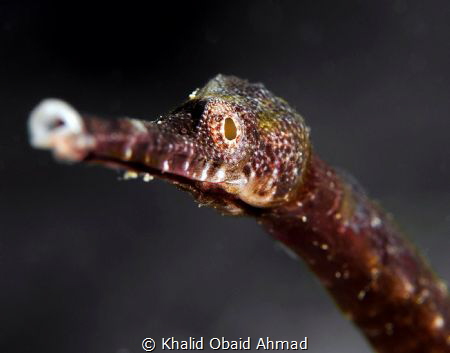 Pipe fish horse face by Khalid Obaid Ahmad 