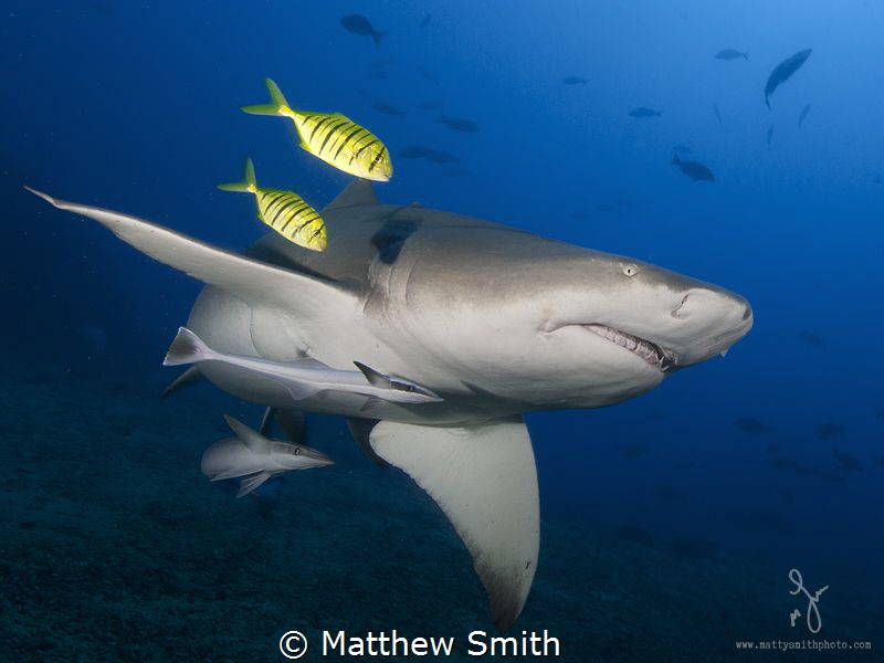 A lemon shark beautifully accented by 2 juvenile trevalli... by Matthew Smith 