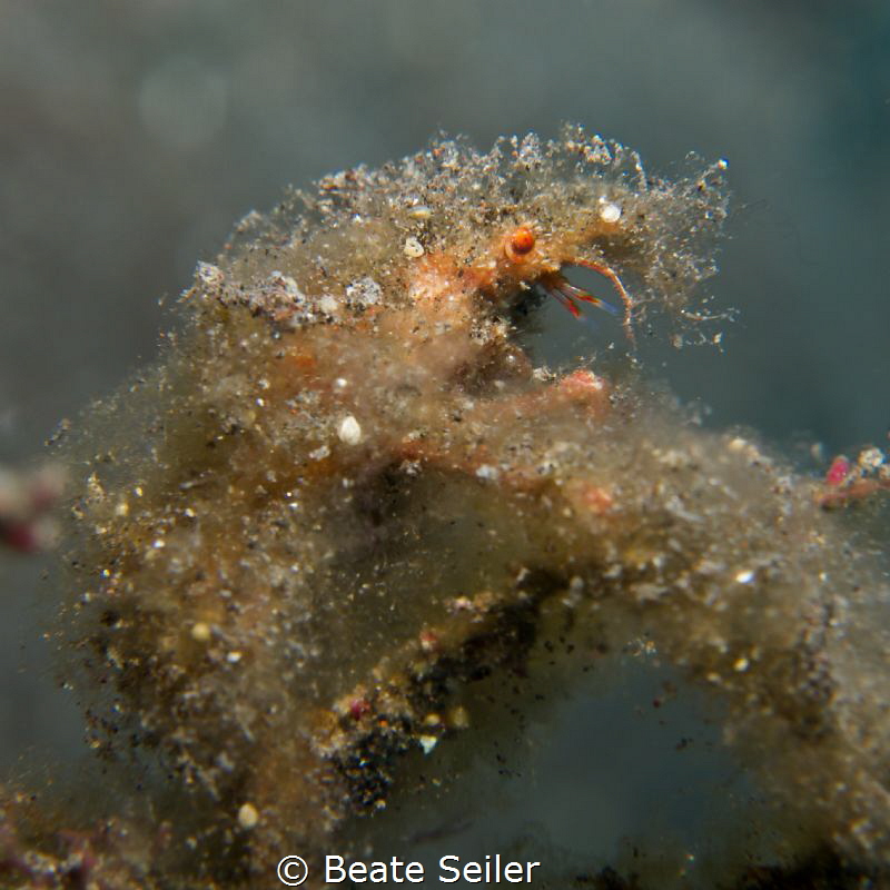 very small decorator crab, during a nightdive by Beate Seiler 