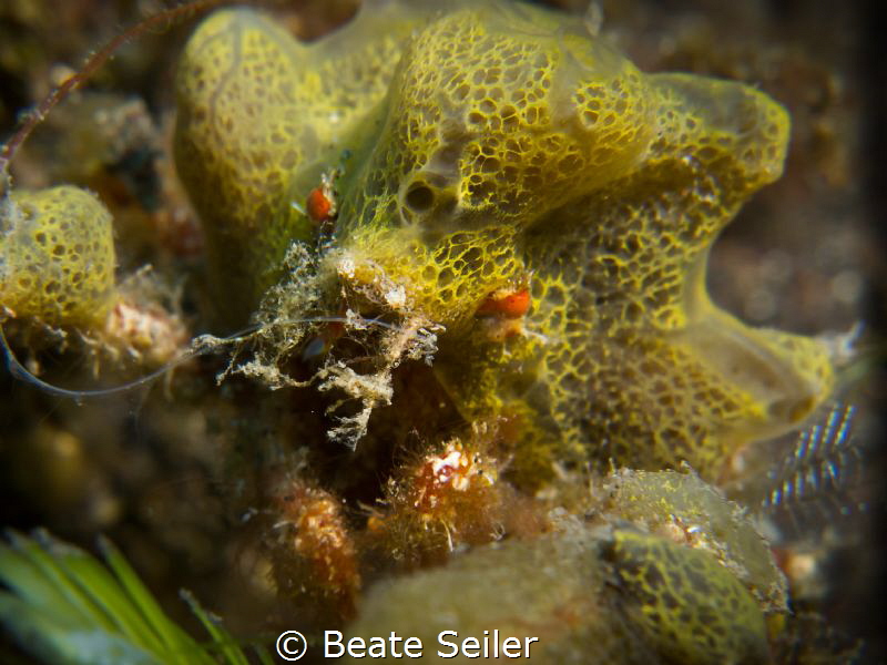 very small decorator sponge crab by Beate Seiler 