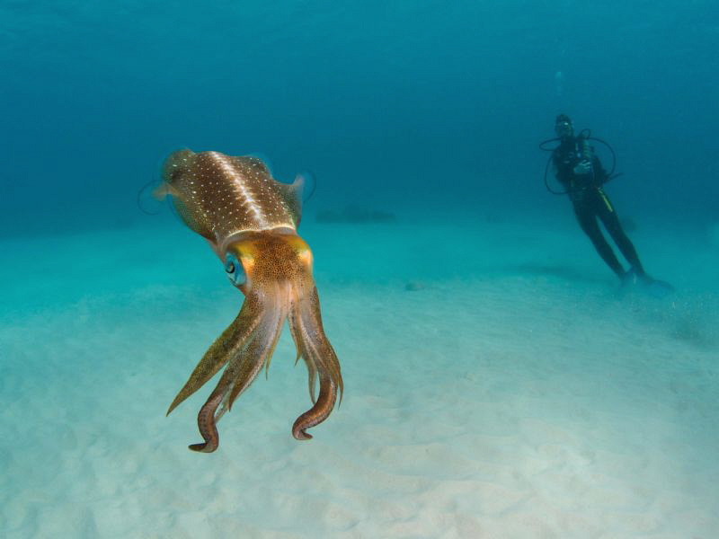 Caribbean reef squid close to shore near the Salt Pier in... by Paul Colley 