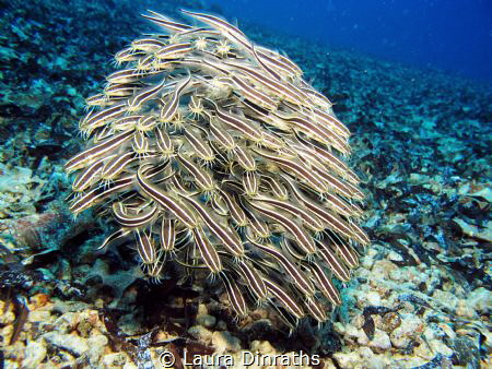 A school of juvenile striped eel catfish on rubble by Laura Dinraths 