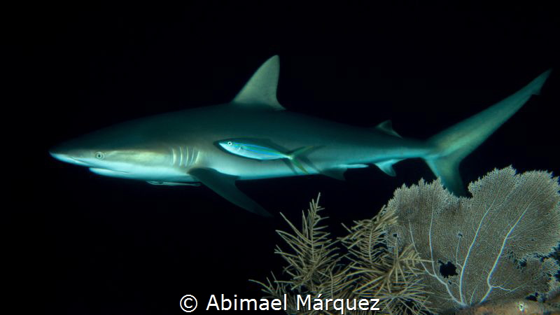 Caribbean Reef Shark, with Pedro Padilla and friends of I... by Abimael Márquez 