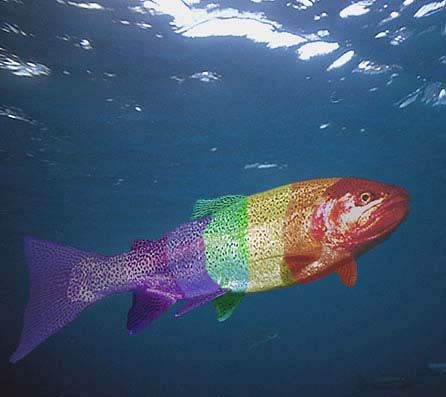 Rainbow trout.
Capernwray, Lancashire.
F90X, 16mm. Phot... by Mark Thomas 