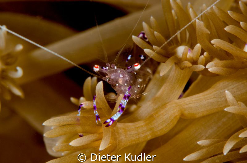 Cleaner Shrimp waiting for customers by Dieter Kudler 
