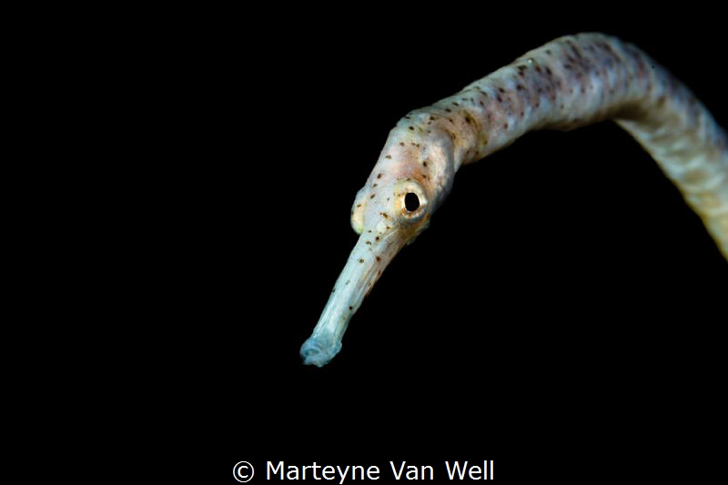 A pipefish taking a peak at the camera port. Taken with E... by Marteyne Van Well 