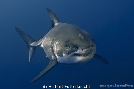 Great White Shark
Guadalupe Mexico by Herbert Futterknecht 