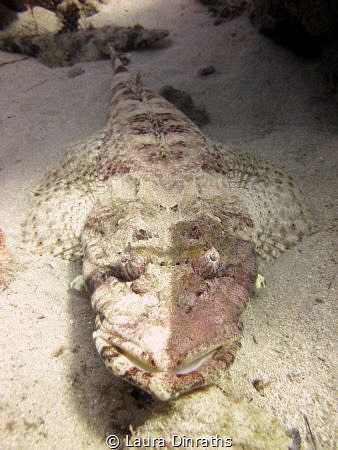 Ambushed crocodilefish with an unusual pigmentation on on... by Laura Dinraths 