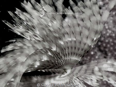 featherworm close up in B&W by Claudia Weber-Gebert 