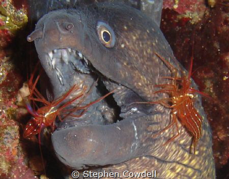 Moray, having his teeth cleaned by Stephen Cowdell 