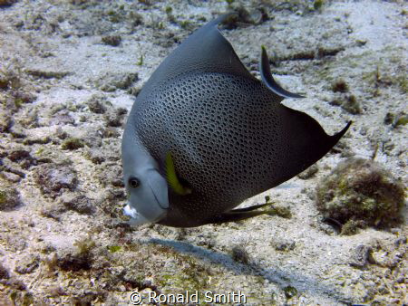 Grey Angelfish taken off the beach in Cozumel while shore... by Ronald Smith 