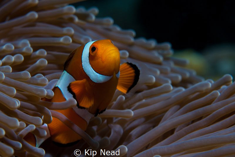 For those of you who have tried to shoot clownfish, you'l... by Kip Nead 