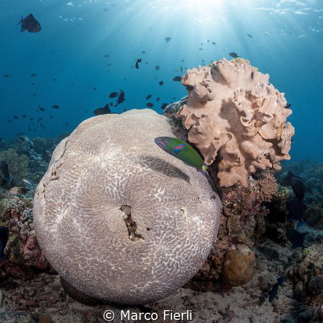 Reef Top by Marco Fierli 