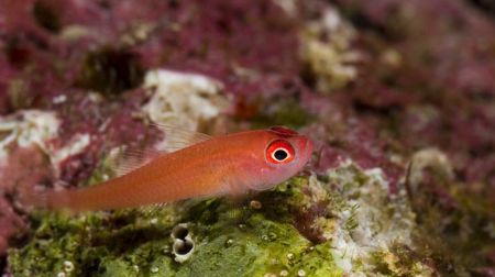 'Red small fish' from Lembeh. Taken with Olympus E-20 in ... by Istvan Juhasz 
