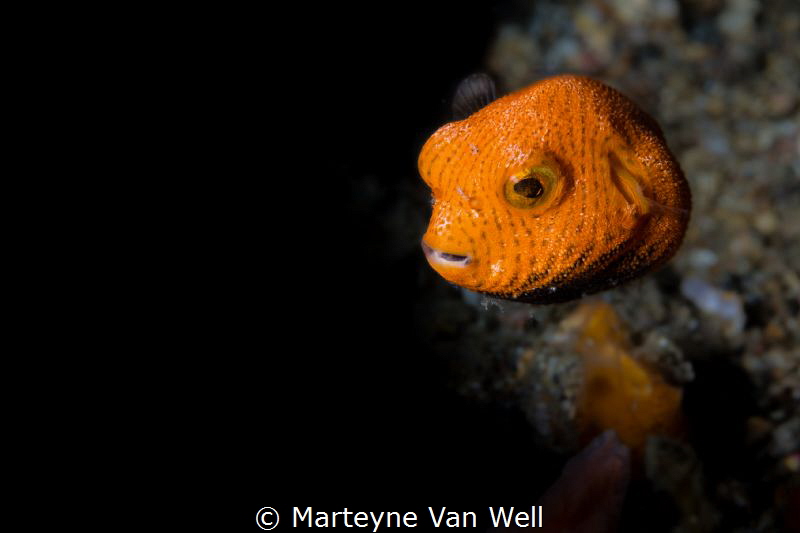 A juvenile starry pufferfish looking at the camera. Taken... by Marteyne Van Well 