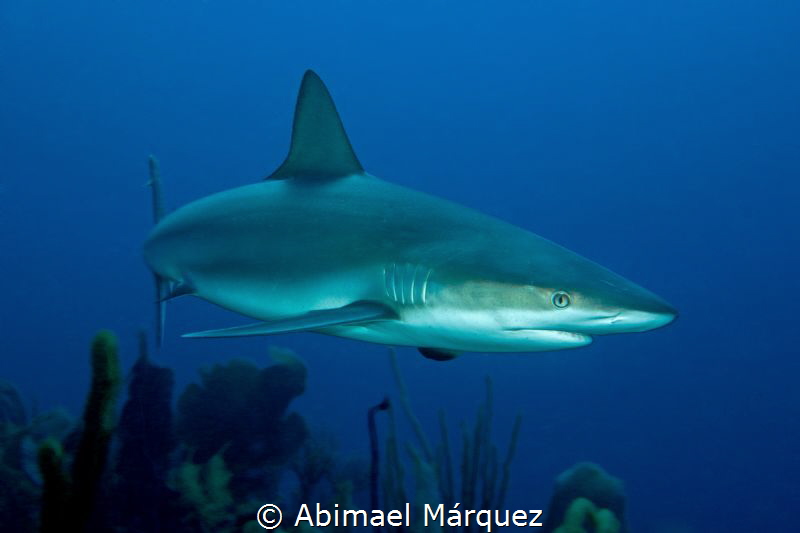 Caribbean Reef Shark, Efra's Wall, Guánica. by Abimael Márquez 