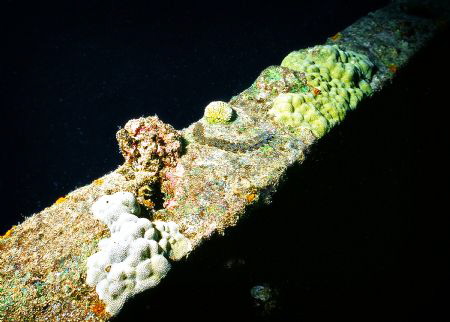 Worm on Ship Wreck railing. by Robert Fleckenstein 