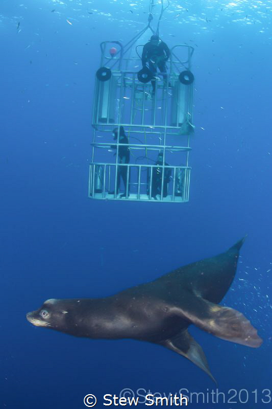 Diving  with sea lions is dangerous. Always use a cage by Stew Smith 