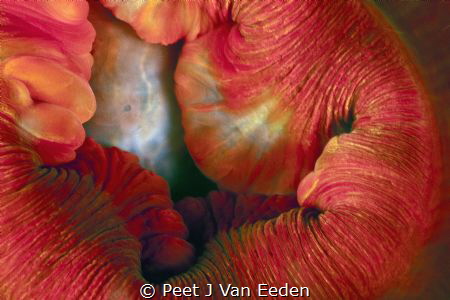 seductive lips of a sea anemone by Peet J Van Eeden 