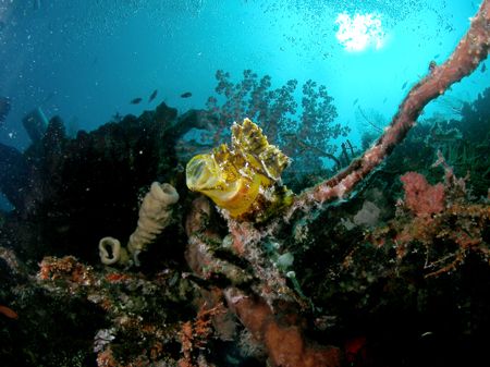 Yawning Leaf Scorpion Fish taken in November 05 at the Dr... by Brad Cox 