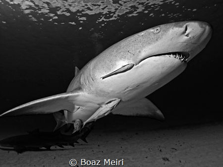 Lemon shark by Boaz Meiri 