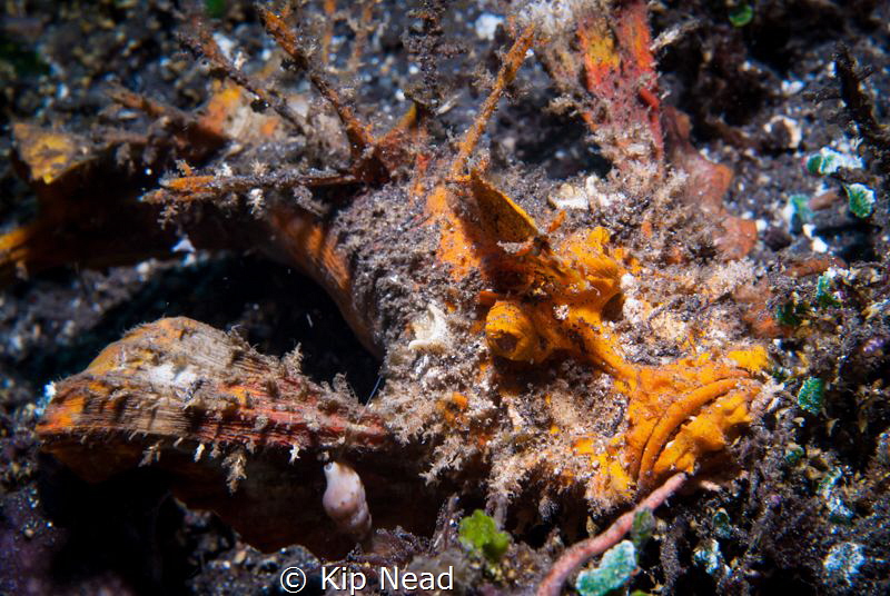 Rhinopias frondosa or weedy scorpionfish by Kip Nead 