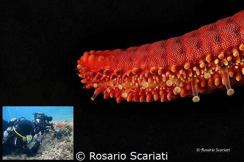 Backstage Particular Red Starfish (Echinaster sepositus) by Rosario Scariati 