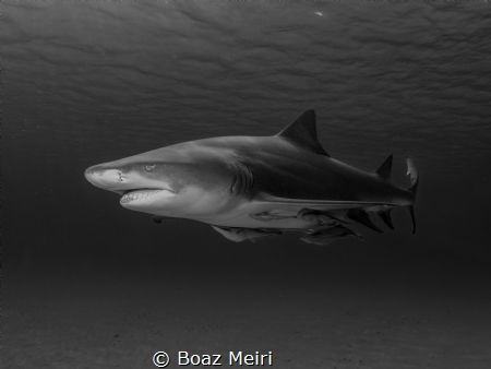 Lemon Shark by Boaz Meiri 