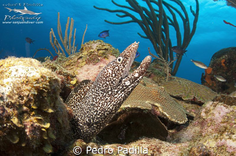 Close encounter with spotted eel 
Wall Dive Playa Santa ... by Pedro Padilla 