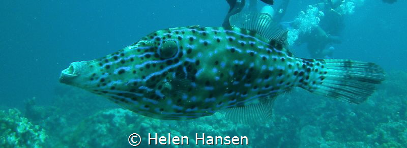 file fish by Helen Hansen 