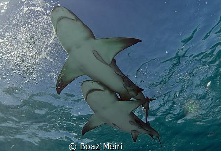 Two Lemon Sharks swimming together near the surface by Boaz Meiri 