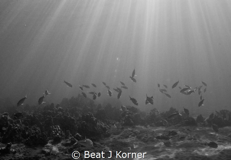 Goat fish shoal dancing in the sun beams. by Beat J Korner 