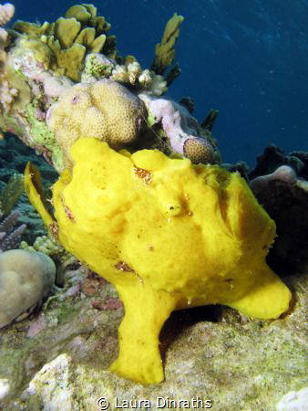 A big yellow frogfish on coral reef by Laura Dinraths 