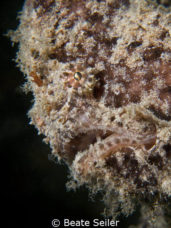 Frogfish by Beate Seiler 