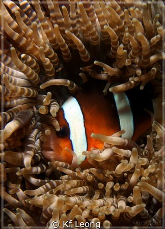 the clown fish got a comfy bed by Kf Leong 