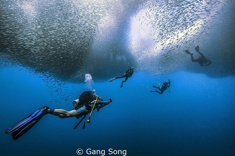 divers under the rolling sardine strom by Gang Song 