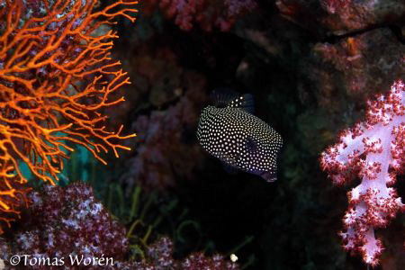 A Spotted boxfish hiding among colourful coral at stonehe... by Tomas Woren 